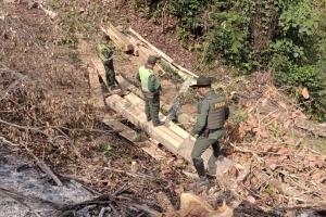 Autoridades incautaron 60 metros cúbicos de madera especie Nogal Cafetero en zona rural de Ibagué
