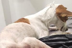 Desalmado le disparó dos veces a ‘hechizada’, una perrita en El Espinal