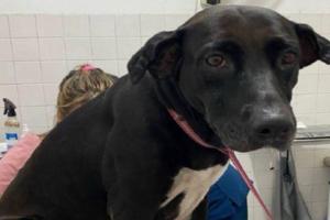 Judicializaron a sujeto que agredió sexualmente a ‘Lola’, una canina en el municipio de Melgar