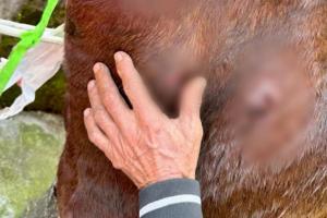 Fiscalía logra la judicialización de un hombre que habría atacado con arma blanca a un caballo en el Tolima