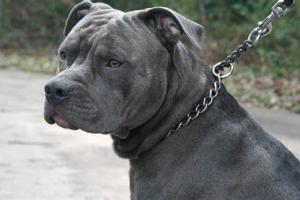 Ataque de perros pitbull en Rionegro