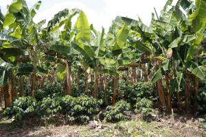 Cultivo de plátanos en el Huila.