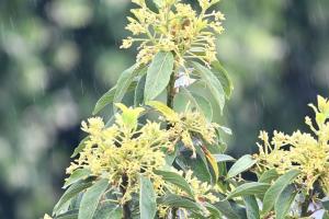 Lluvias podría afectar cultivos de café, cacao y pancoger en el Huila.