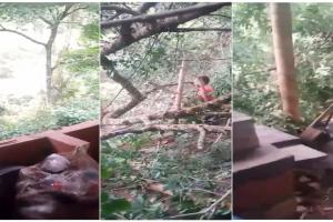 Tala de árbol en Rovira 