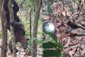Fauna afectada por incendios | Fauna Natagaima | Incendio forestal Natagaima | Septiembre 2024