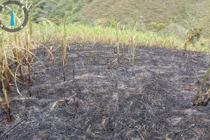 Incendio cultivo de caña en el Huila.
