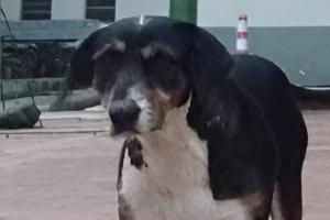 Perrita Amiga asesinada en Anzoátegui | maltrato animal en Anzoátegui | Maltrato animal Tolima | Febrero 2025