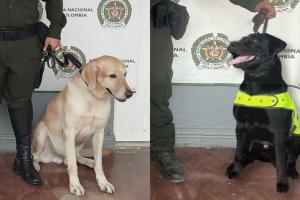 k9 ivan y polo