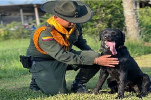 polo k9