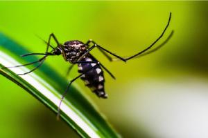 Dengue transmisor