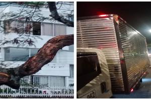 Árbol cayó sobre un camión Ibagué