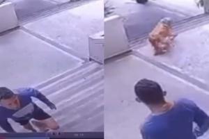 Caso maltrato animal Ibagué 
