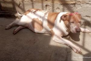 Perrita llamada "amiga"