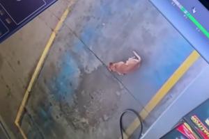 Perrito Neiva