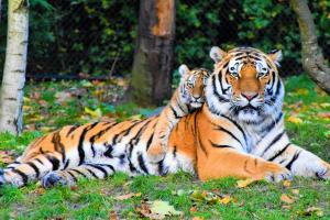 Tigres