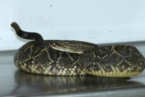 Serpiente Cascabel