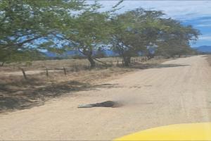 Hombre fue asesinado con machete tras discusión con un vecino en Flandes