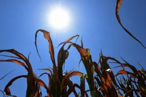Tolima en alerta: altas temperaturas comienzan a afectar el agro