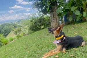 Perrita Pastor Alemán 