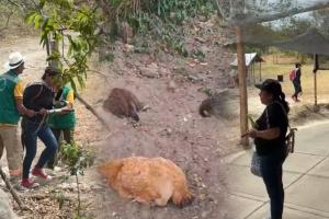 Grave conflicto interno sacude al resguardo indígena Nanurco en Natagaima