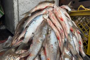 Pescado en Ibagué