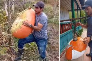 Auyama en Murillo | Tolima | Murillo, Tolima | Septiembre 2025