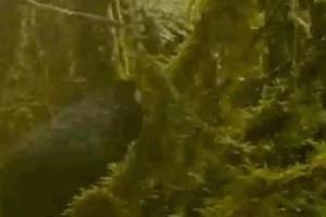 camaras trampa cortolima