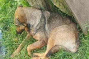 'Lassie' murió luego de que Euclides Vargas Arenas disparara con una escopeta indiscriminadamente contra varios caninos