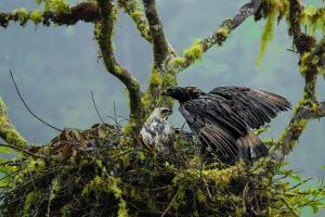 En el Huila se logró el avistamiento y registro del proceso de incubación de un nido de Águila 