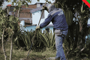 Alcaldía de Ibagué avanza en el embellecimiento de la ciudad
