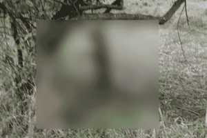 Investigan posible ritual satánico tras hallazgo de perrito sin vida en Natagaima