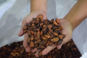 Cacao del Huila