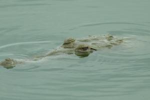 Hallan Caimán del Magdalena en Villavieja, Huila