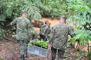 Reforestación Caquetá