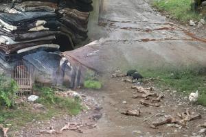 Vecinos de Rioblanco denuncian peste por sacrificio de ganado sin control