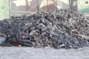 Deposito de huesos | Huesos de Animal | Incautación | Octubre 2025