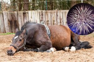 Yegua aborta por pólvora en el Tolima y crece preocupación por los animales