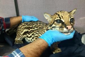 166FelinoRescatado.jpeg