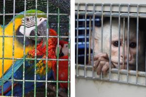 181Cortolimareubicacionanimales.jpeg