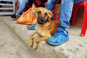 19711_163-animales-esterilizados-en-area-urbana_1024x600.jpg