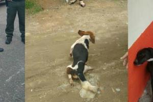 Casos-animales.jpg