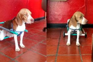 Collage-perrita-beagle.jpg