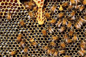 El-próximo-20-de-mayo-se-celebrará-el-Día-Internacional-de-las-Abejas.jpg