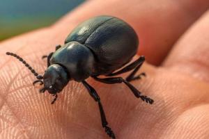 Insecto-en-una-mano.jpg