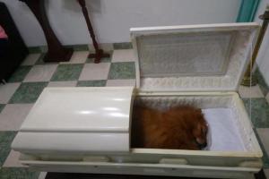 Velada-en-un-ataúd-y-con-un-funeral-familia-despidió-a-su-mascota.jpg
