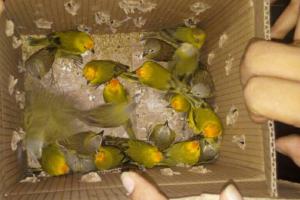 aves-incautadas.jpg