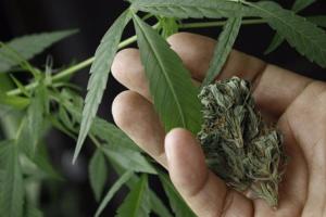 cannabis.jpg