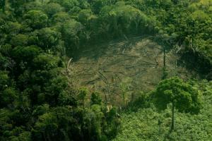 deforestacion_en_la_amazonia_7_0.jpg