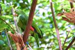 fauna - loros 