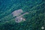 Deforestación en la Amazonia colombiana.